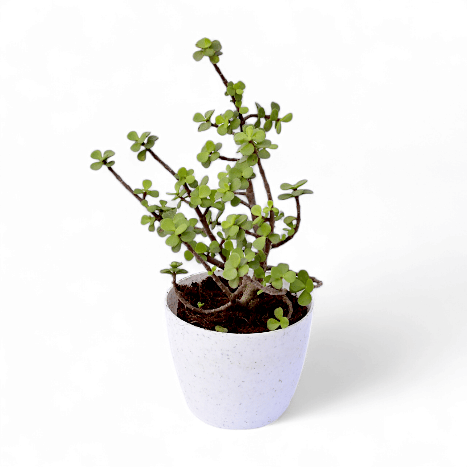 Jade in 4 Inch White Premium Orchid Round Plastic Pot