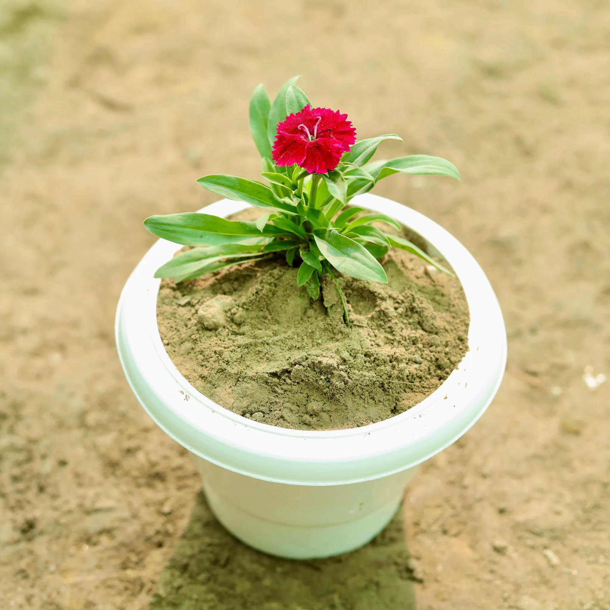 Dianthus (Any Colour) in 8 Inch White Classy Plastic Pot