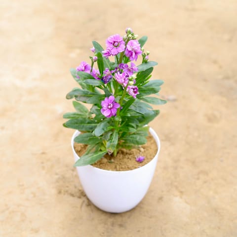 Stock (any colour) in 6 Inch Premium Orchid Round Plastic Pot (any colour)