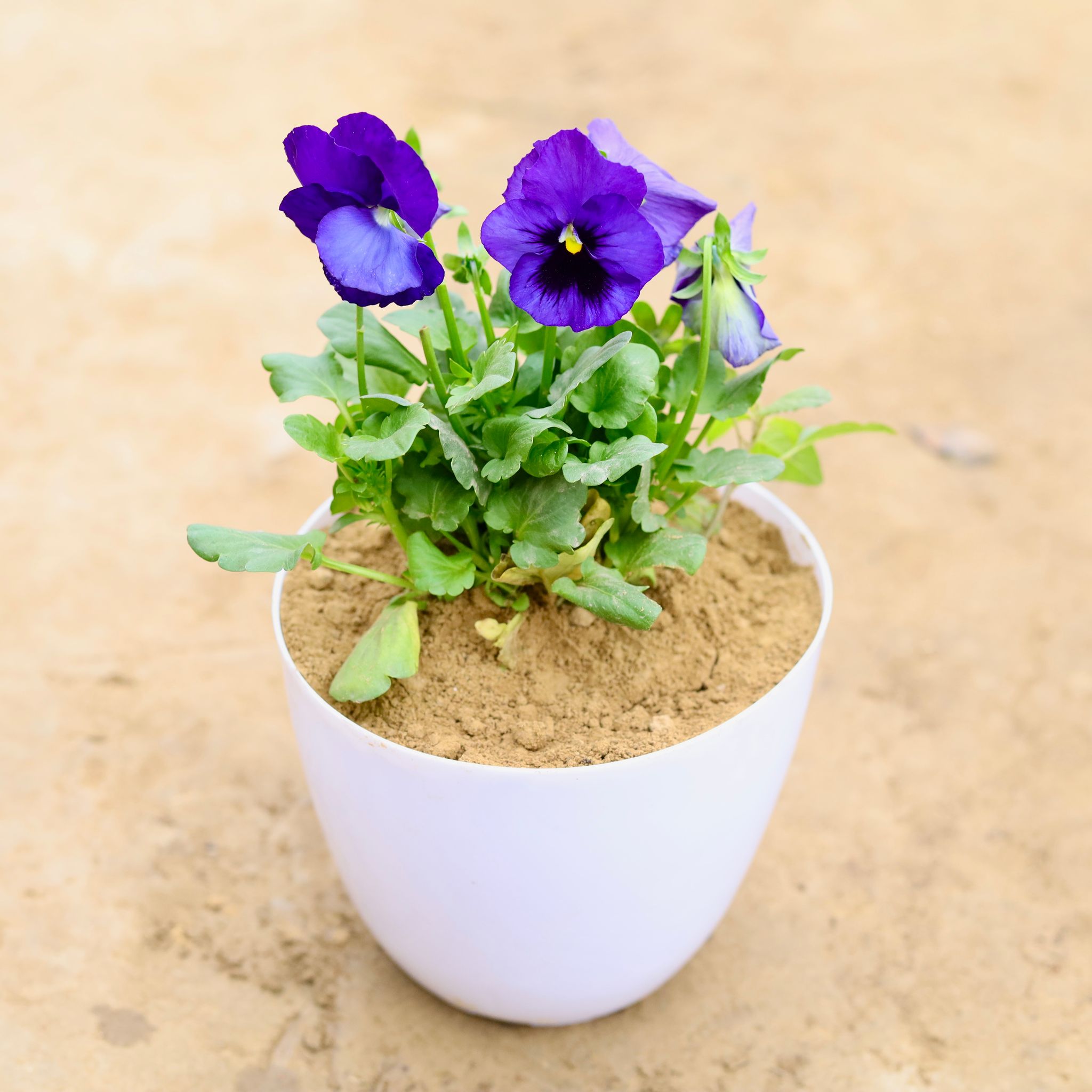 Pansy (any colour) in 4 Inch White Premium Orchid Round Plastic Pot