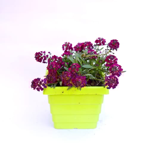 Alyssum Purple in 4 Inch Green Premium Orchid Square Plastic Pot