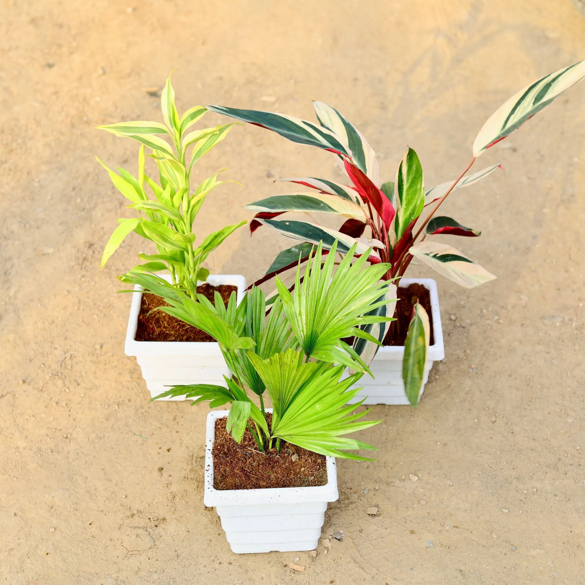 Set of 3 - China / Fan Palm, Golden Lucky Bamboo & Calathea Star Tricolour in 4 Inch White Marble Premium Orchid Square Plastic Pot