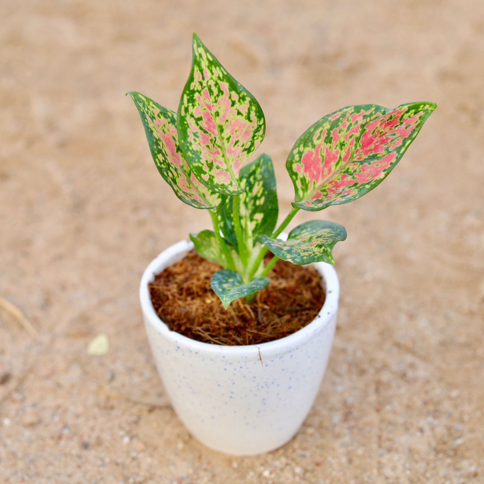 Aglaonema Pink Dalmatian in 4 Inch Classy White Cup Ceramic Pot