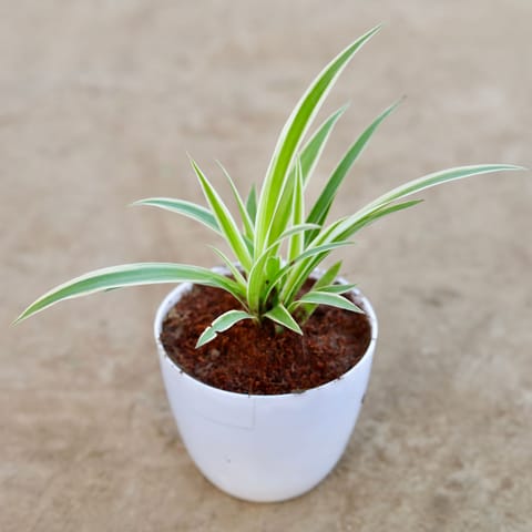 Spider Plant in 4 Inch White Premium Orchid Round Plastic Pot