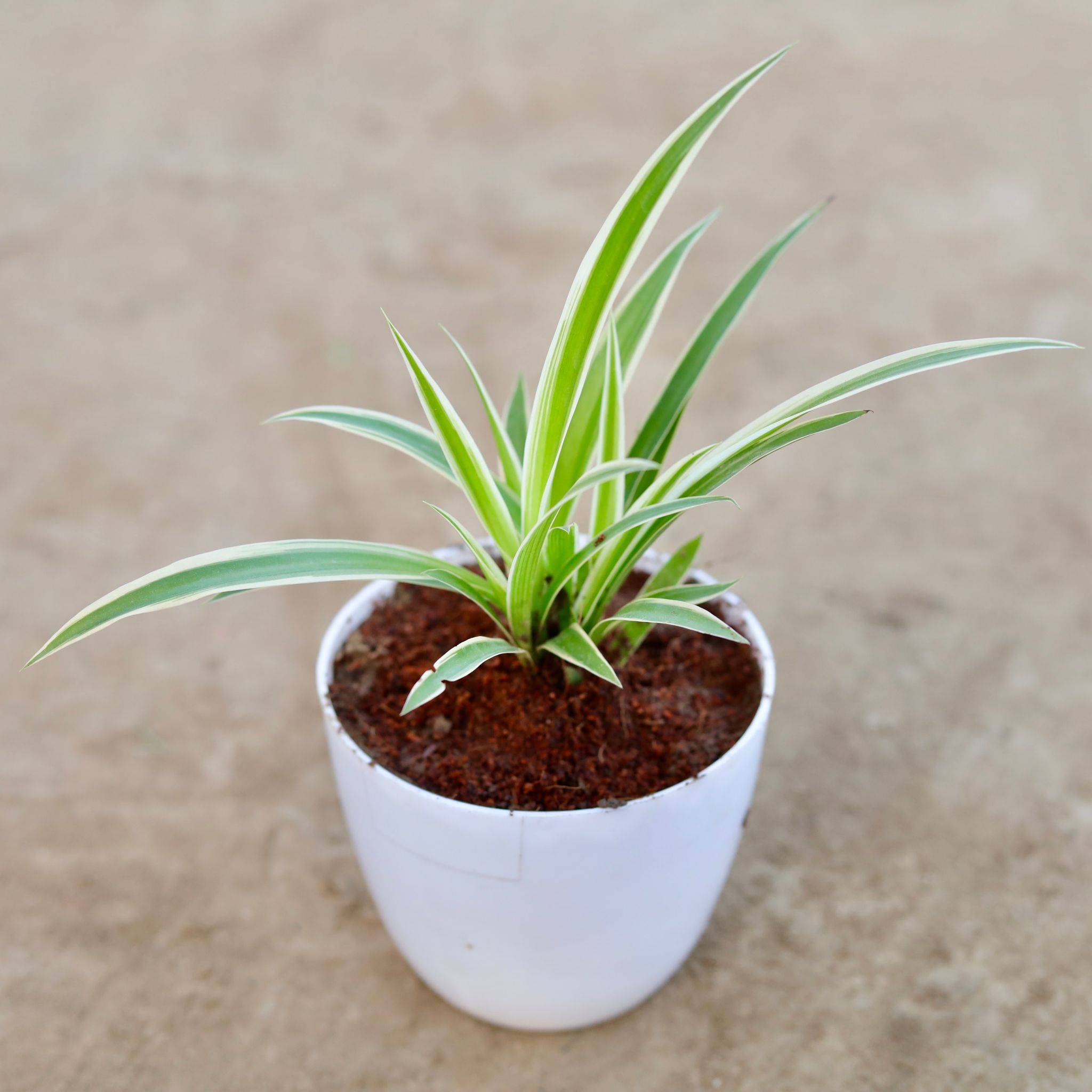 Spider Plant in 4 Inch White Premium Orchid Round Plastic Pot