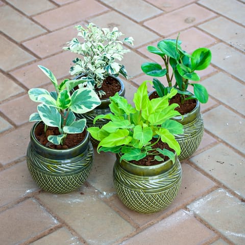 Set of 4 - Aralia Variegated, Peperomia Radiator, Green Xanadu & Peperomia Obtusifolia in 5 Inch Verdant Matki Textured Ceramic Pot (any colour)