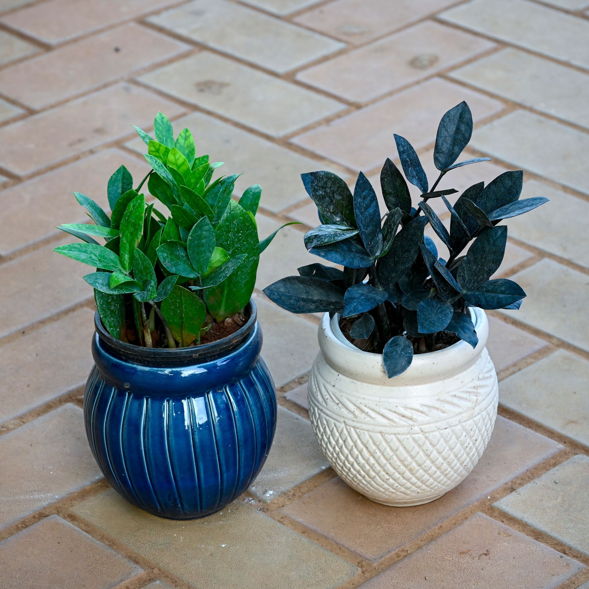 Set of 2 - Zz (Black & Green) in 5 Inch Verdant Matki Textured Ceramic Pot (any colour)