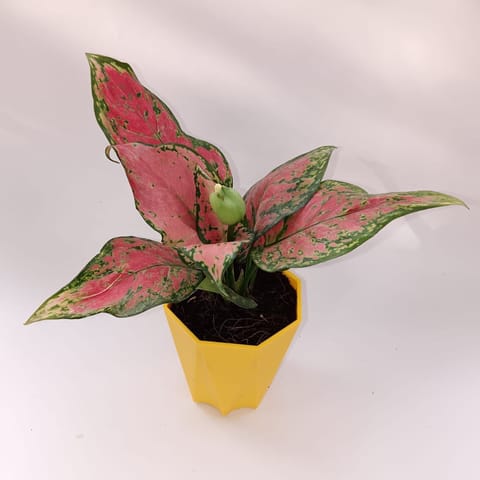 Aglaonema wishes in 4 Inch Yellow Premium Diamanti Plastic Pot