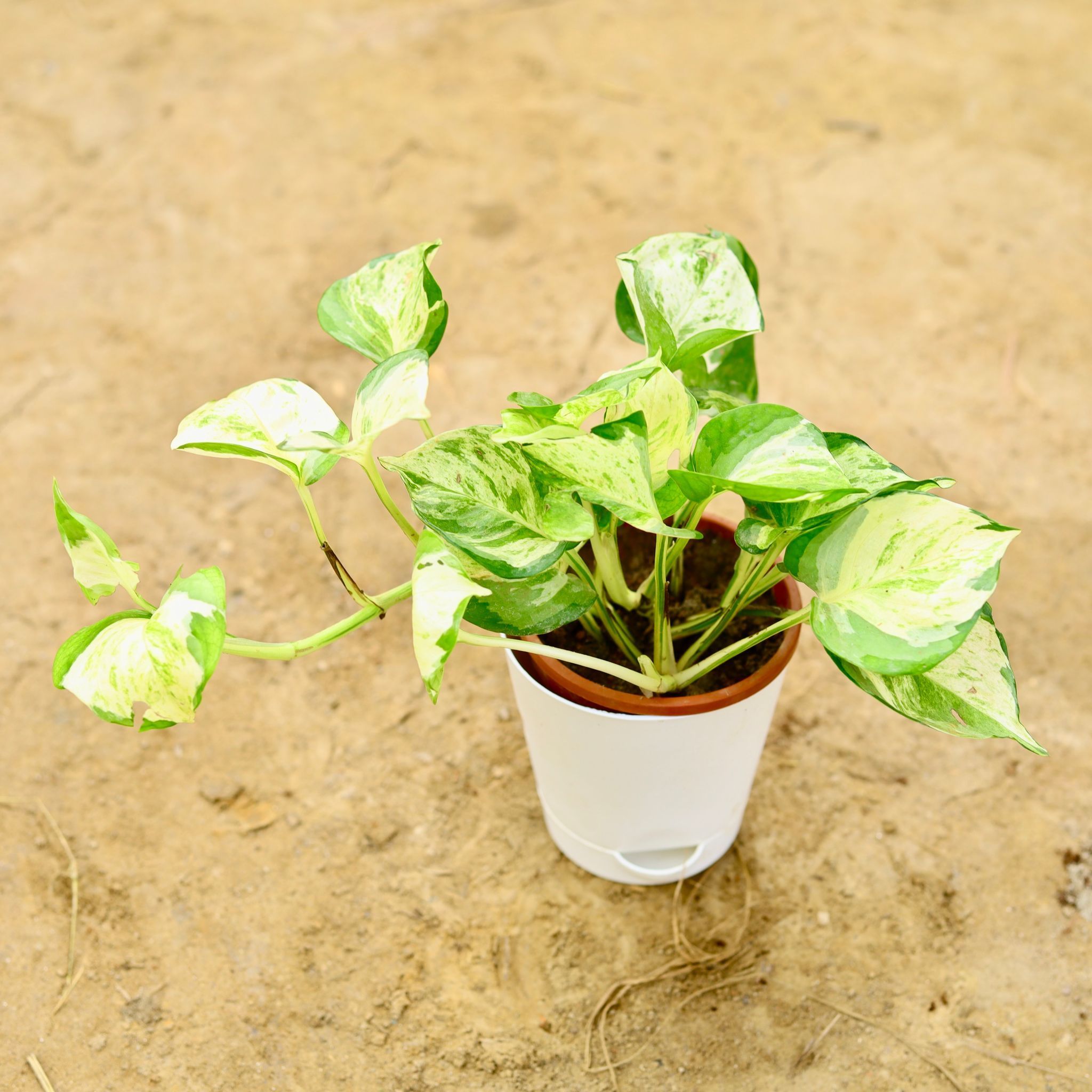 Marble Money Plant in 4 Inch White Florence Self Watering Pot