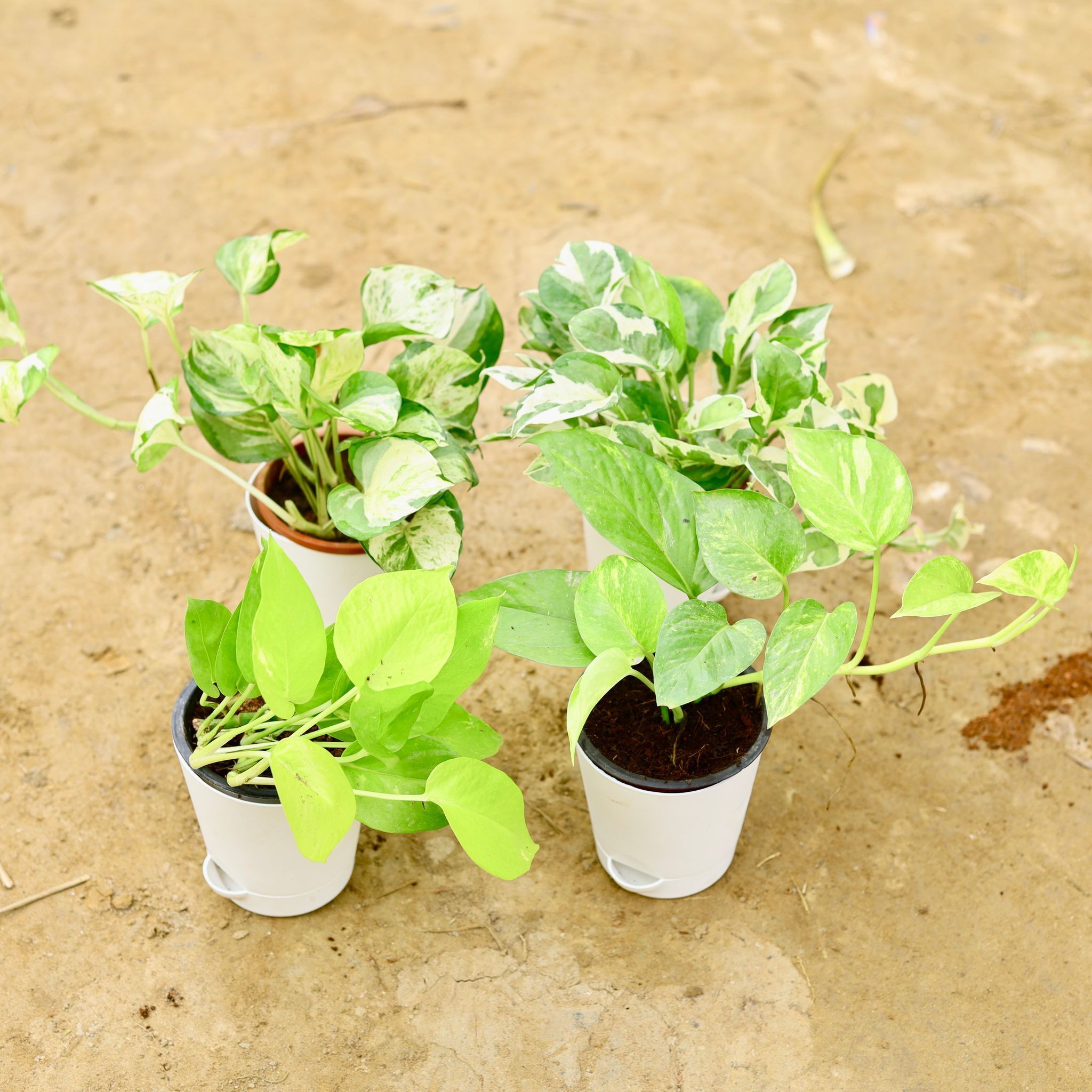 Set Of 4 - Money Plant (Marble, N'Joy, Golden & Green) in 4 Inch White Florence Self Watering Pot