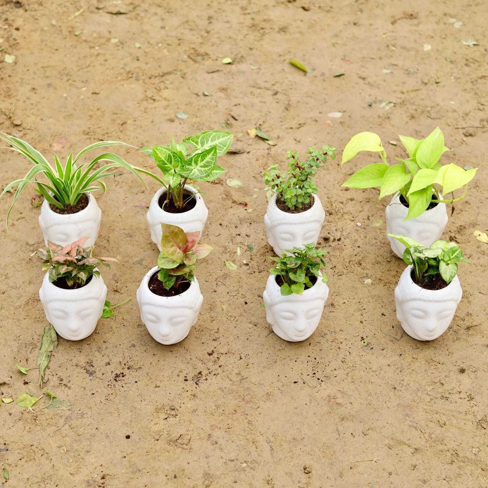 The Peace Planters Collection - Set of 5 - Spider, Jade, Money Plant Golden & Syngonium (Green, Red Dwarf, Pink Dwarf, Pixie Green & Yammi) in 4 Inch Classy White Buddha Designer Ceramic Pot