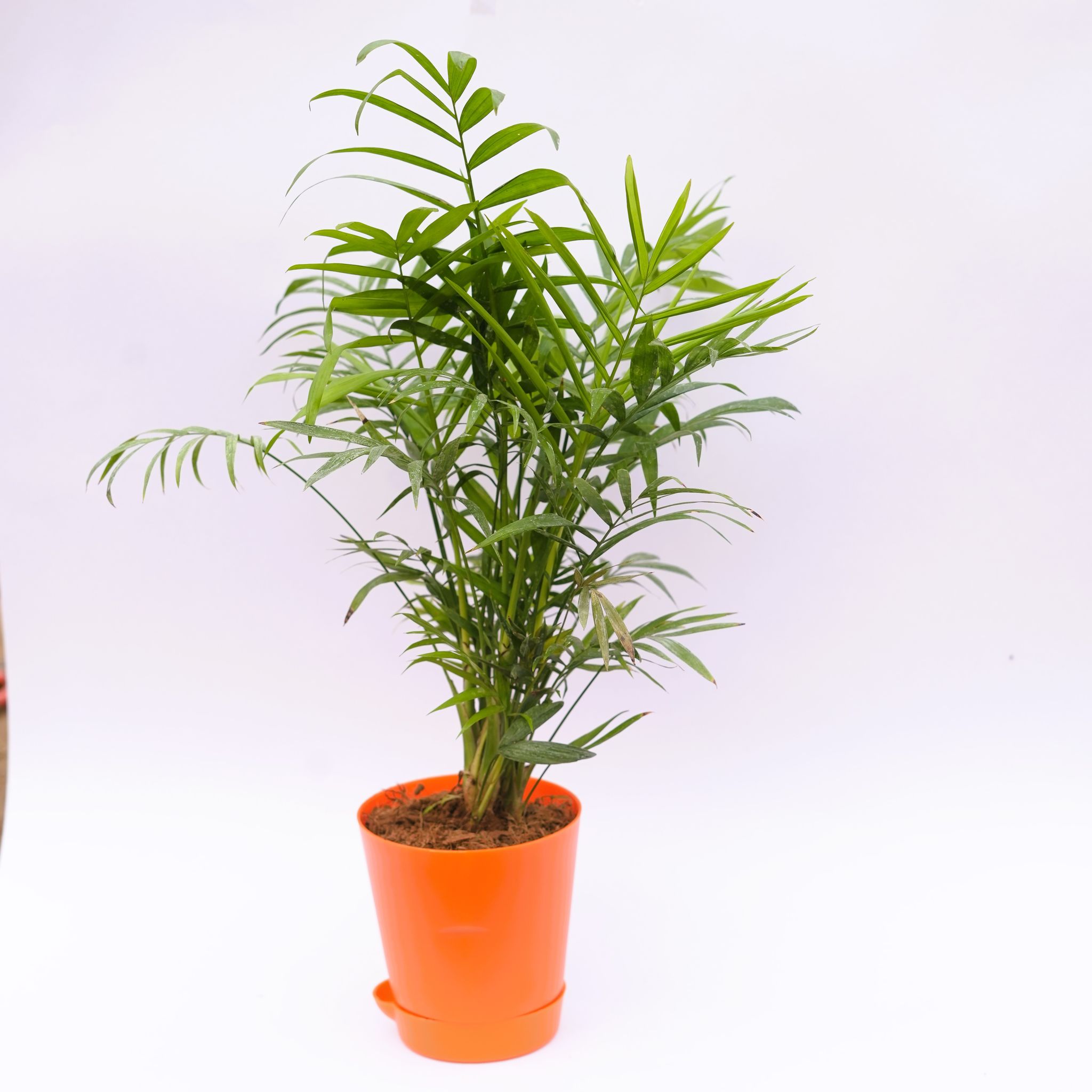 Areca Palm Dwarf in 4 Inch Orange Florence Self Watering Pot