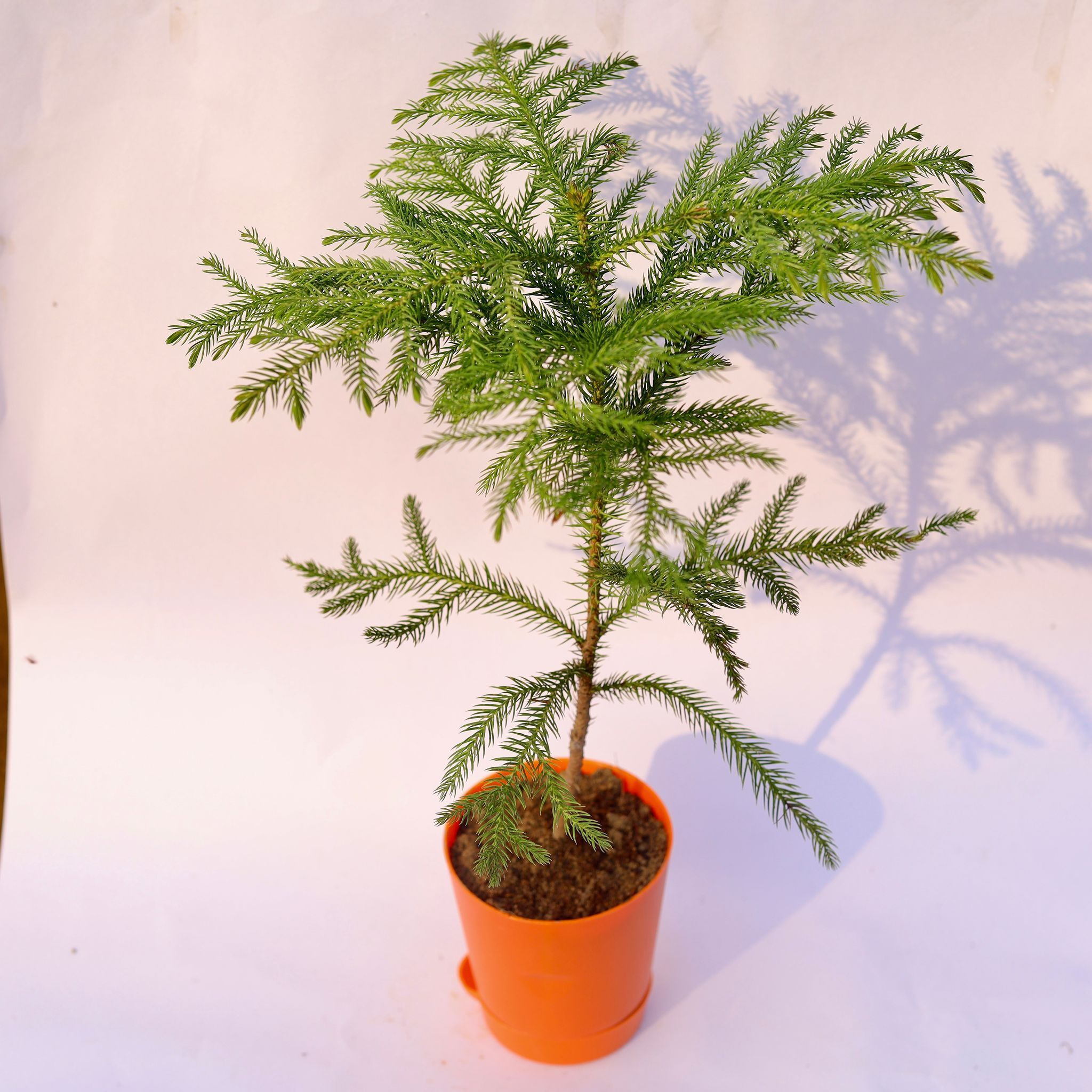 Araucaria / Christmas Tree in 4 Inch Orange Florence Self Watering Pot