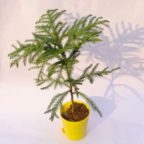 Araucaria / Christmas Tree in 4 Inch Yellow Florence Self Watering Pot