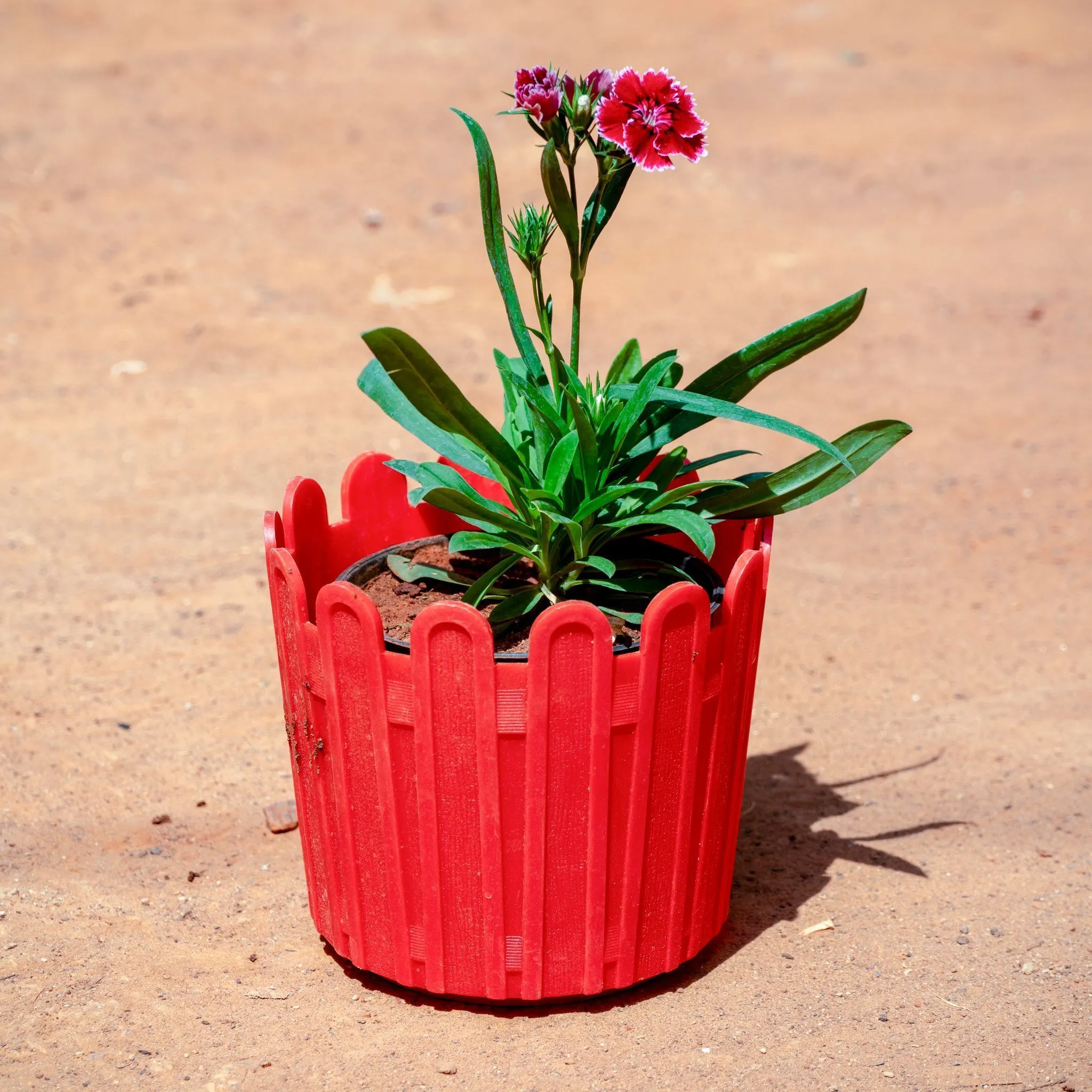 Dianthus (Any Colour) in 6 Inch Red Premium Tippy Plastic Pot