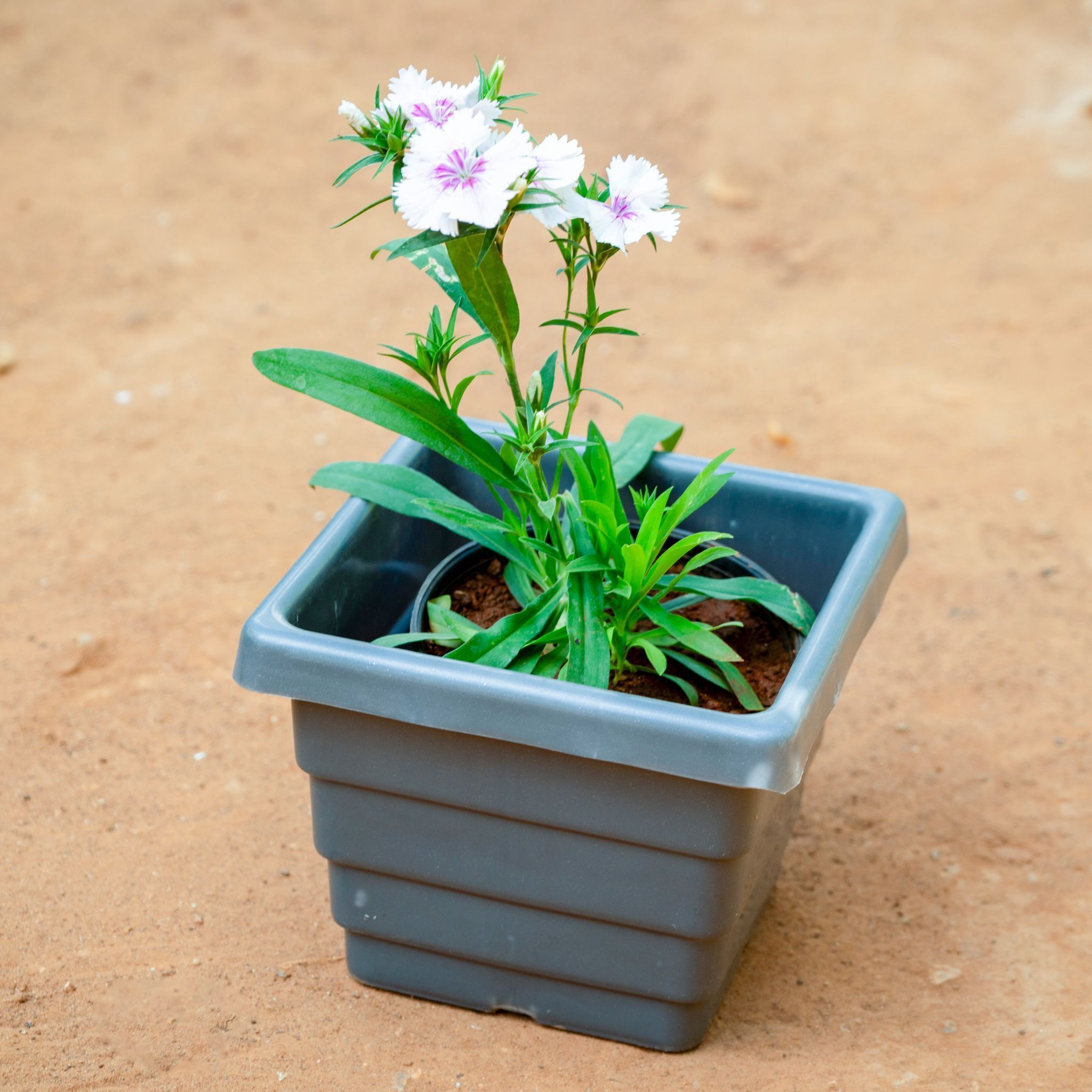 Dianthus (Any Colour)  in 6 Inch Grey Premium Orchid Square Plastic Pot