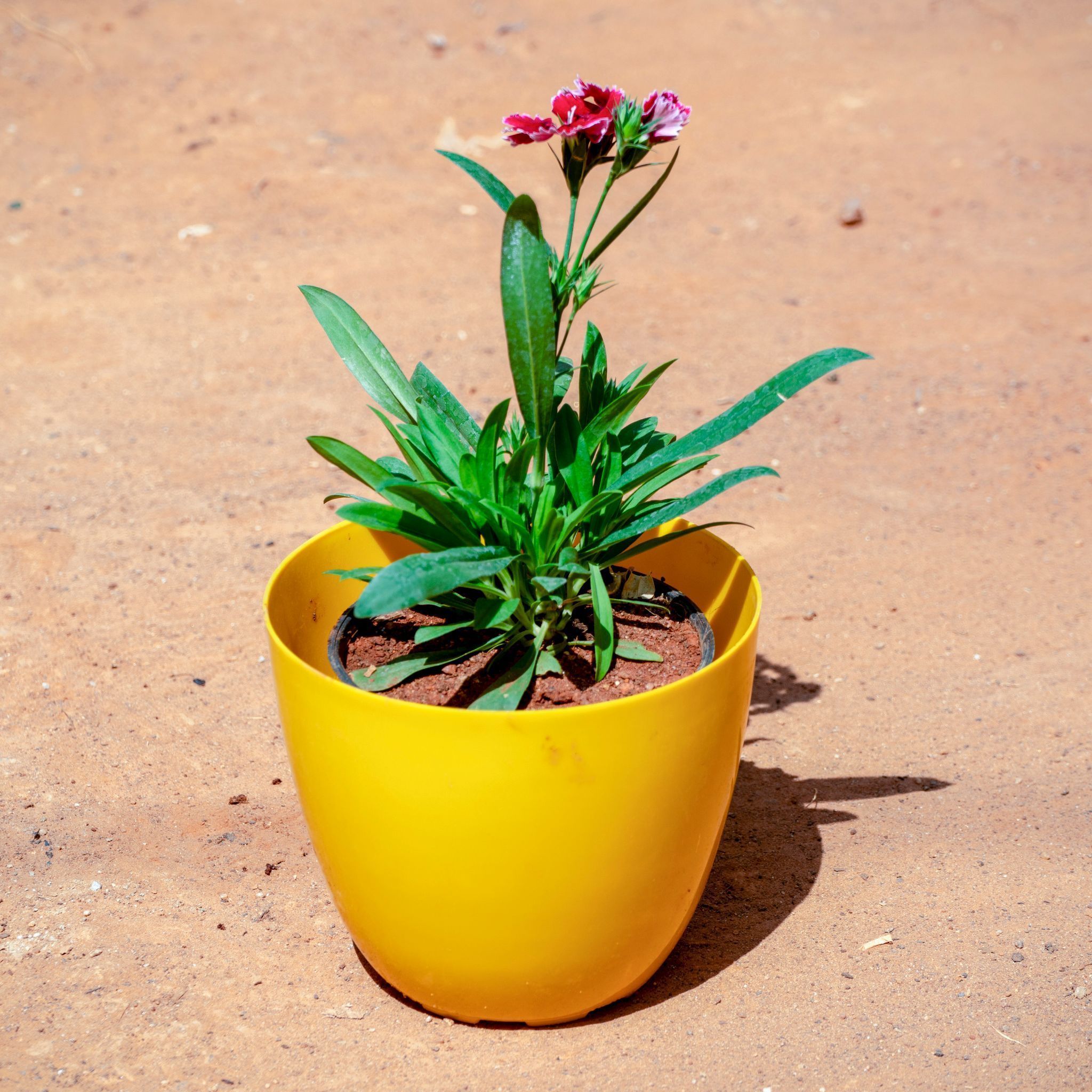 Dianthus (Any Colour)  in 4 Inch Yellow Premium Orchid Round Plastic Pot