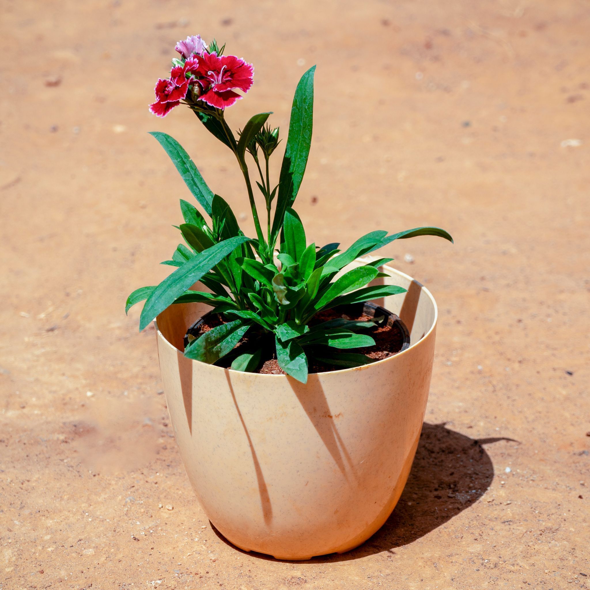 Dianthus (Any Colour)  in 4 Inch Beige Marble Premium Orchid Round Plastic Pot