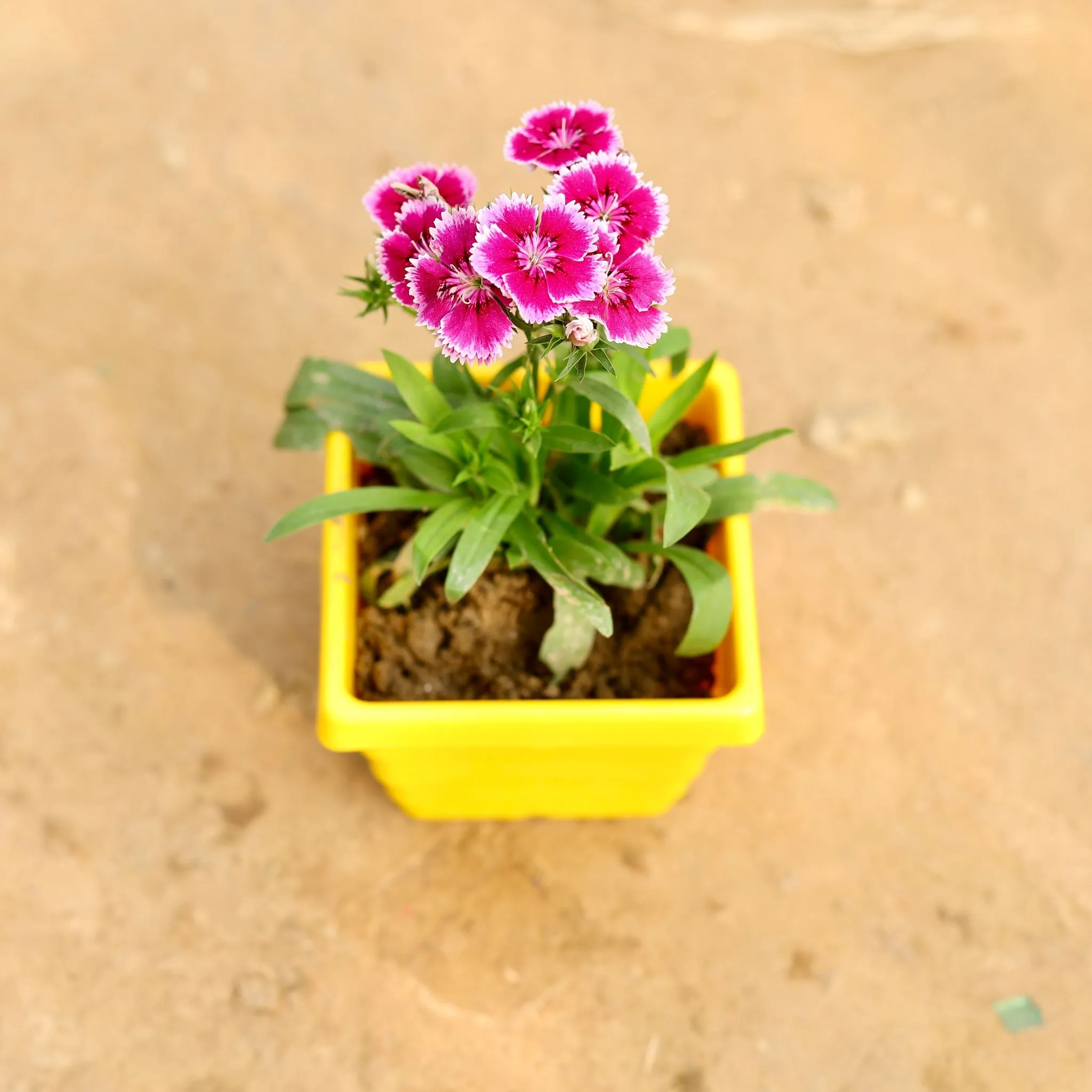 Dianthus (Any Colour) in 4 Inch Yellow Premium Orchid Square Plastic Pot