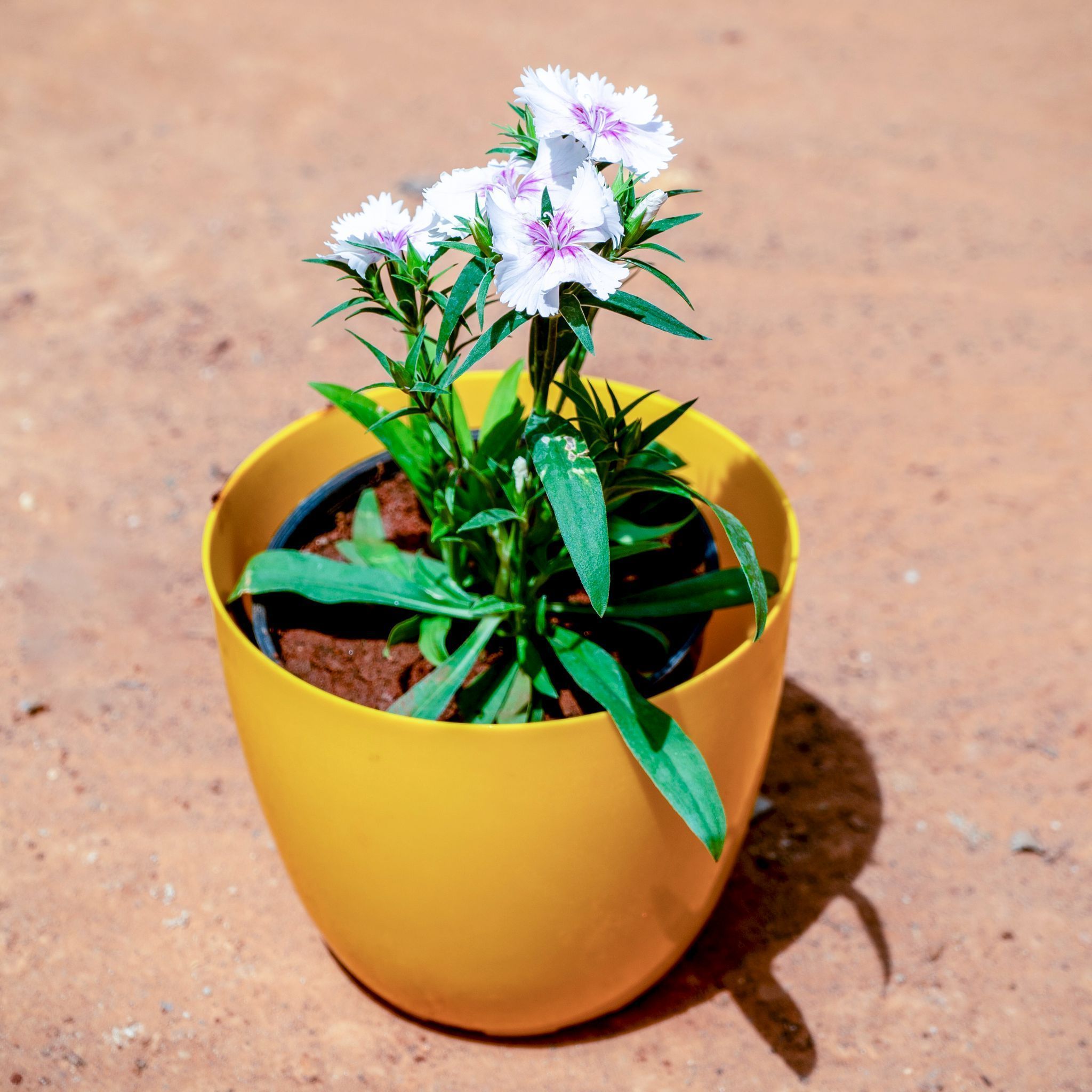 Dianthus White  in 4 Inch Yellow Premium Orchid Round Plastic Pot