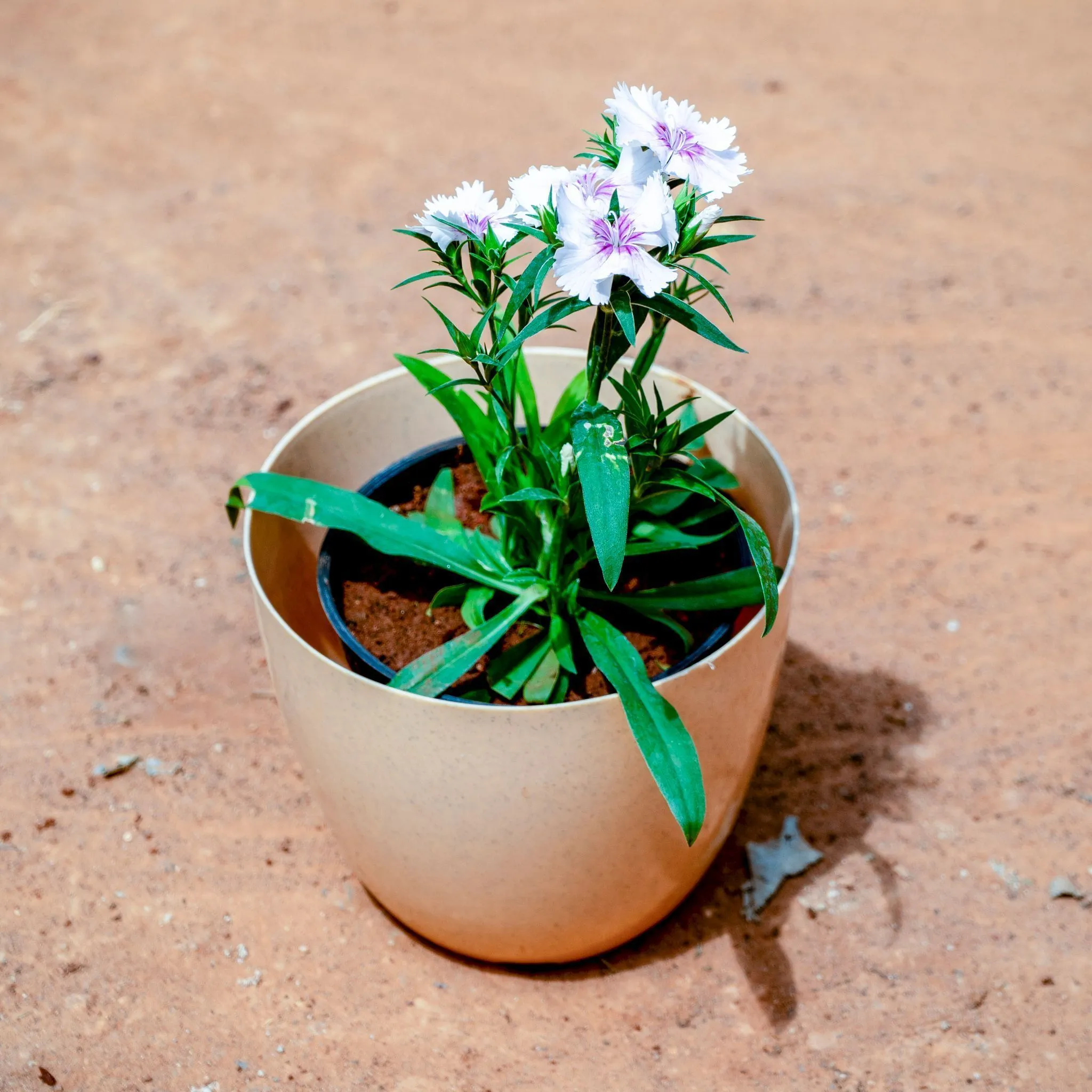 Dianthus White in 4 Inch Beige Marble Premium Orchid Round Plastic Pot