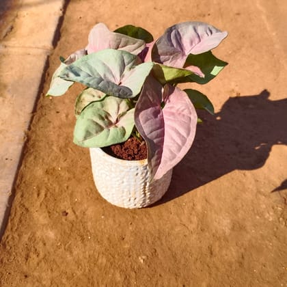 Buy Syngonium Pink in 4 Inch White Designer Ceramic Pot (any colour) Online | Urvann.com