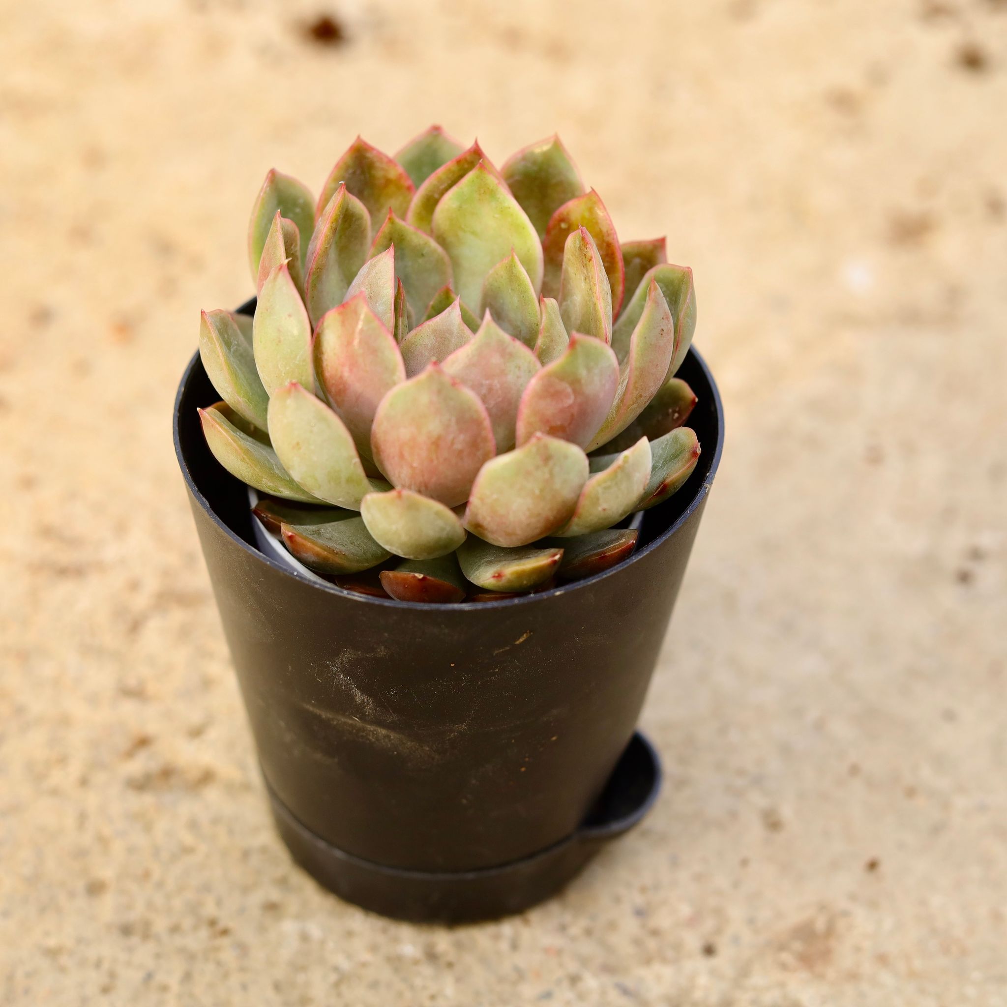 Vishnu Kamal Succulent in 4 Inch Black Florence Self Watering Pot
