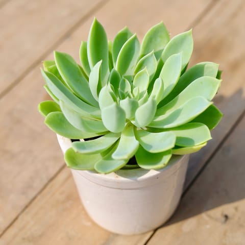 Echeveria Elegans Green Succulent in 4 Inch Classy White Cylindrical Ceramic Pot