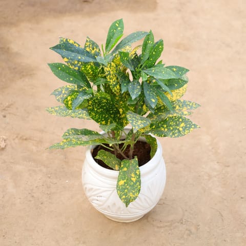 Baby Croton in 6 Inch Handcrafted Matka Shaped Ceramic Pot (Any Colour)