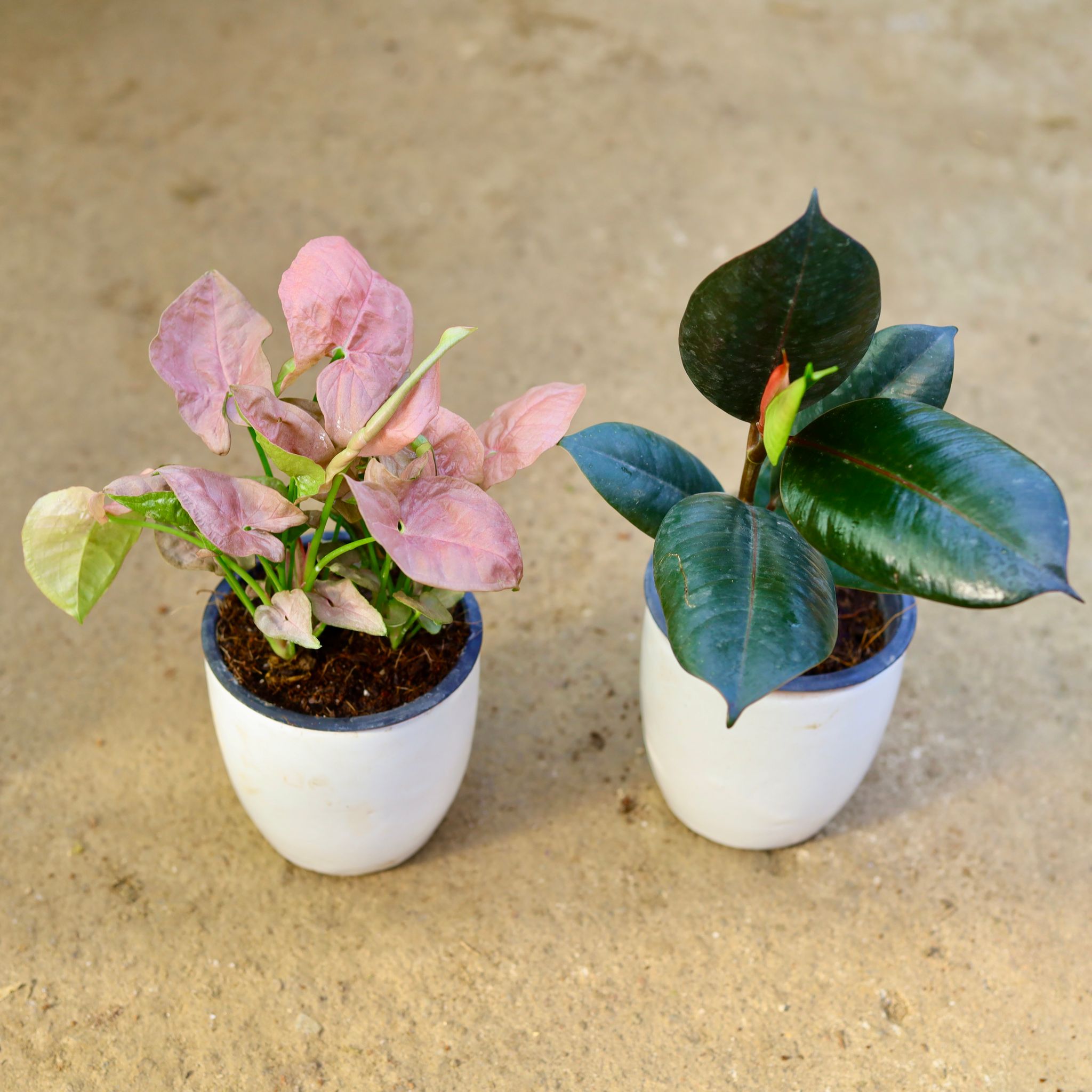 Set of 2 - Syngonium Pink & Rubber Black in 4 Inch Classy White Cup Ceramic Pot (any colour)