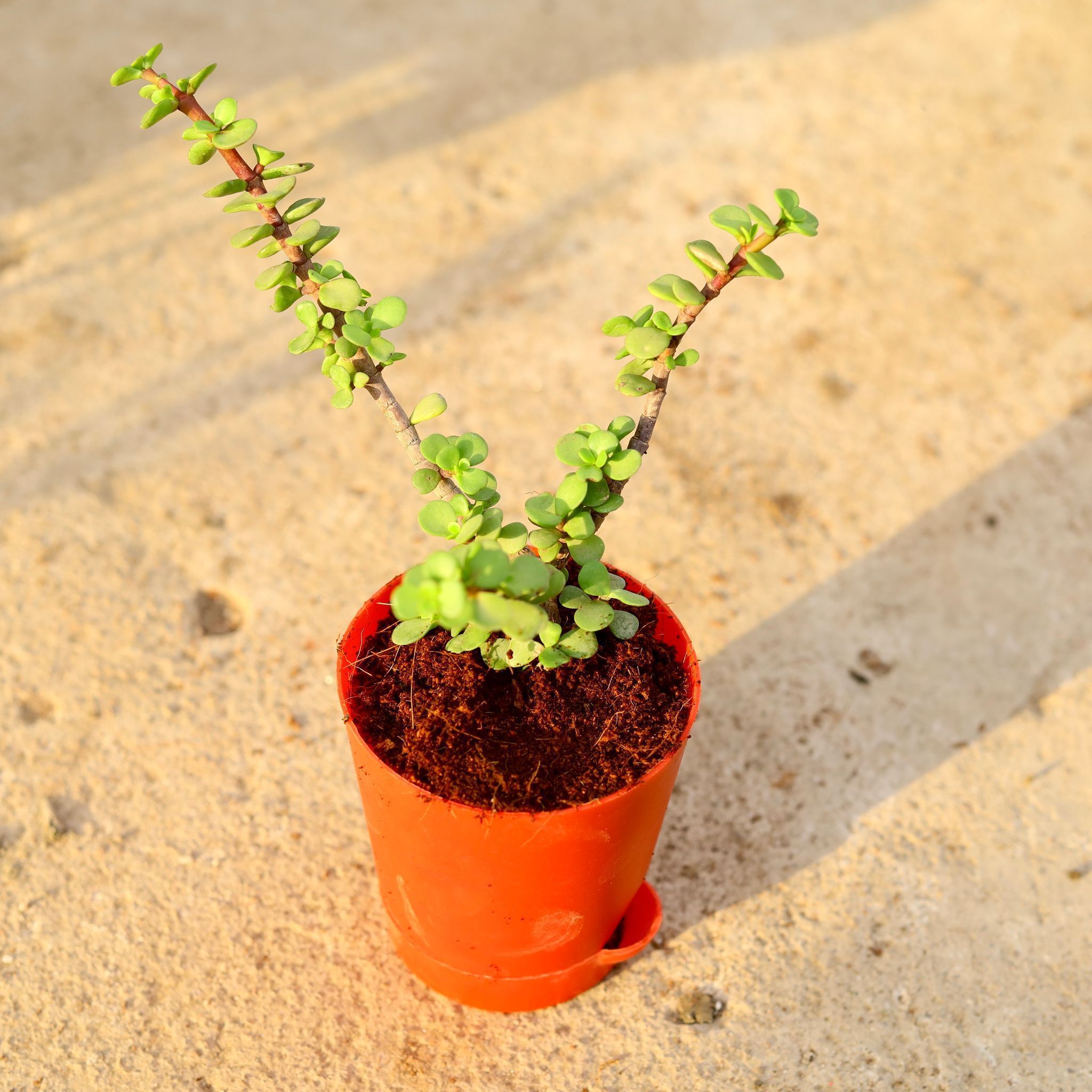 Jade in 4 Inch Red Florence Self Watering Pot