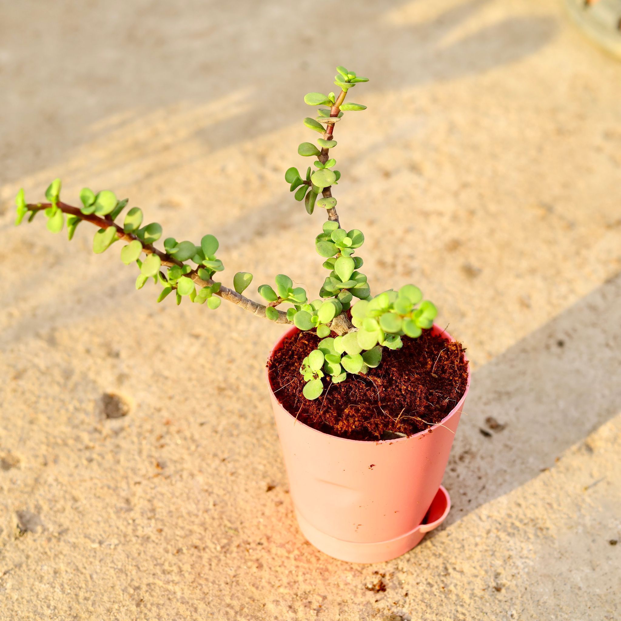 Jade in 4 Inch Pink Florence Self Watering Pot