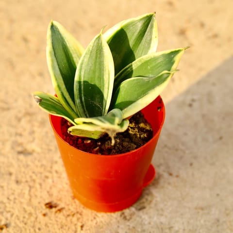 Snake Dwarf in 4 Inch Live Plant Red Florence Self Watering Pot
