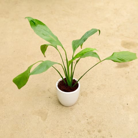 Peace Lily in 4 Inch Classy White Cup Ceramic Pot