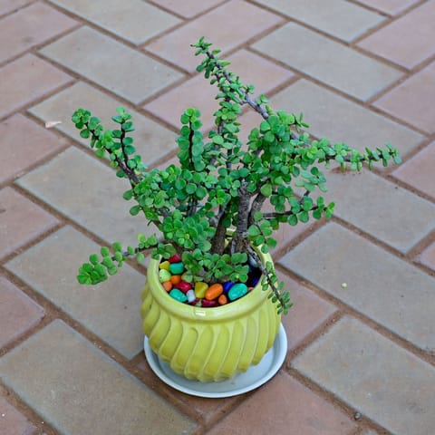 Jade Bonsai in 5 Inch Matki Designer Ceramic with Tray (any colour)