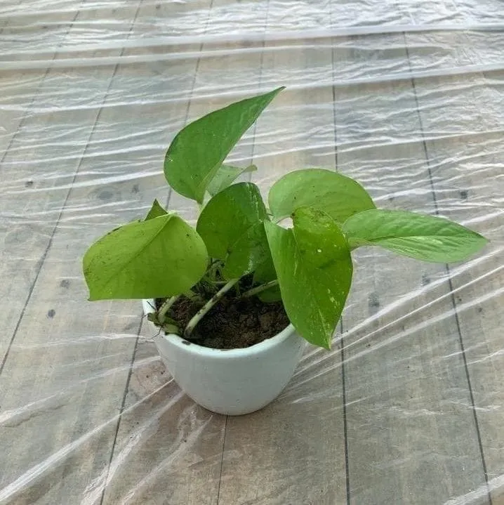 Money Plant Golden in 4 Inch White Ceramic Pot