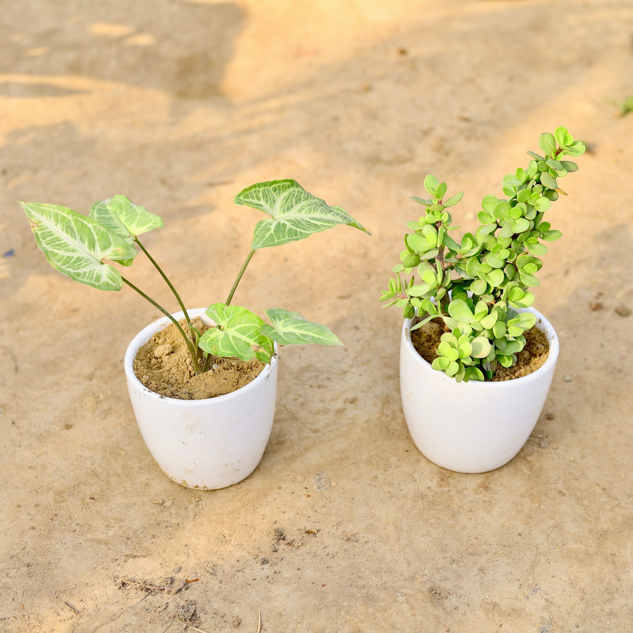 Set of 2 - Syngonium & Jade in 4 inch Classy White Cup Ceramic Pot