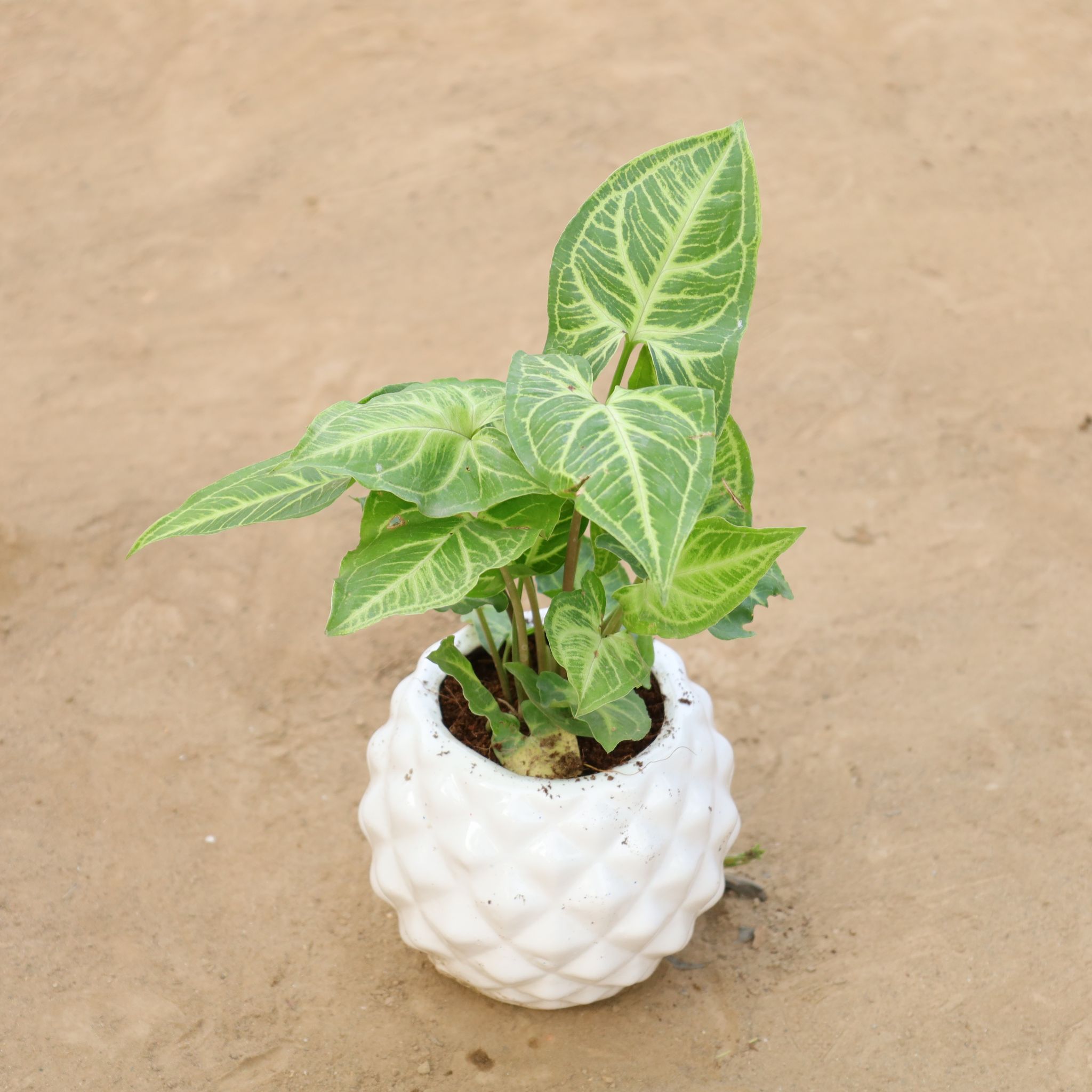 Syngonium Light Green in 4 Inch Classy Diamond Designer Ceramic Pot (Any Colour)