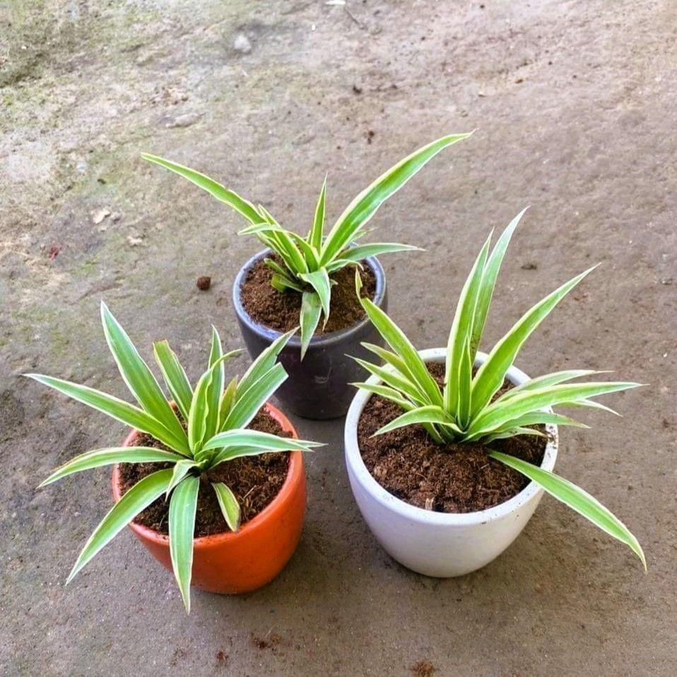 Set of 3 -Spider in 4 Inch Cup Ceramic Pot (any colour)