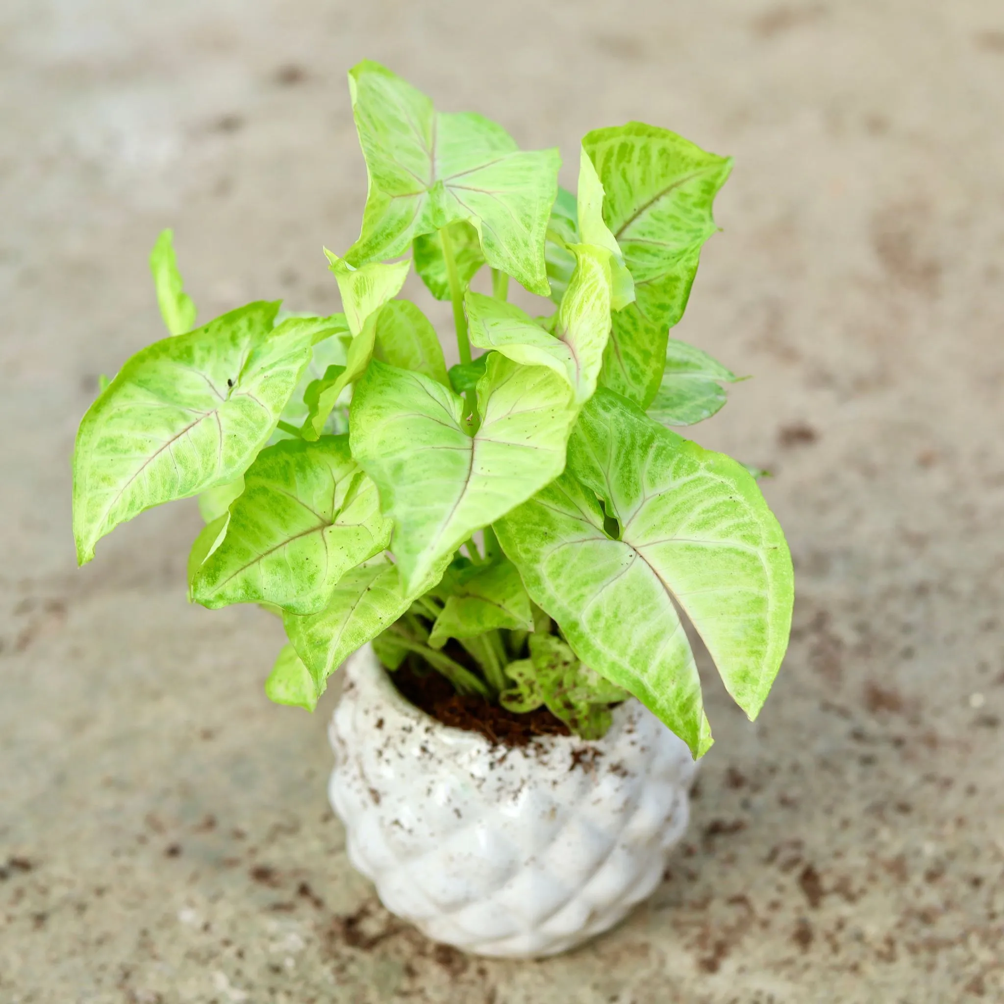 Syngonium Arrowhead Golden in 4 Inch Classy White Diamond Designer Ceramic Pot