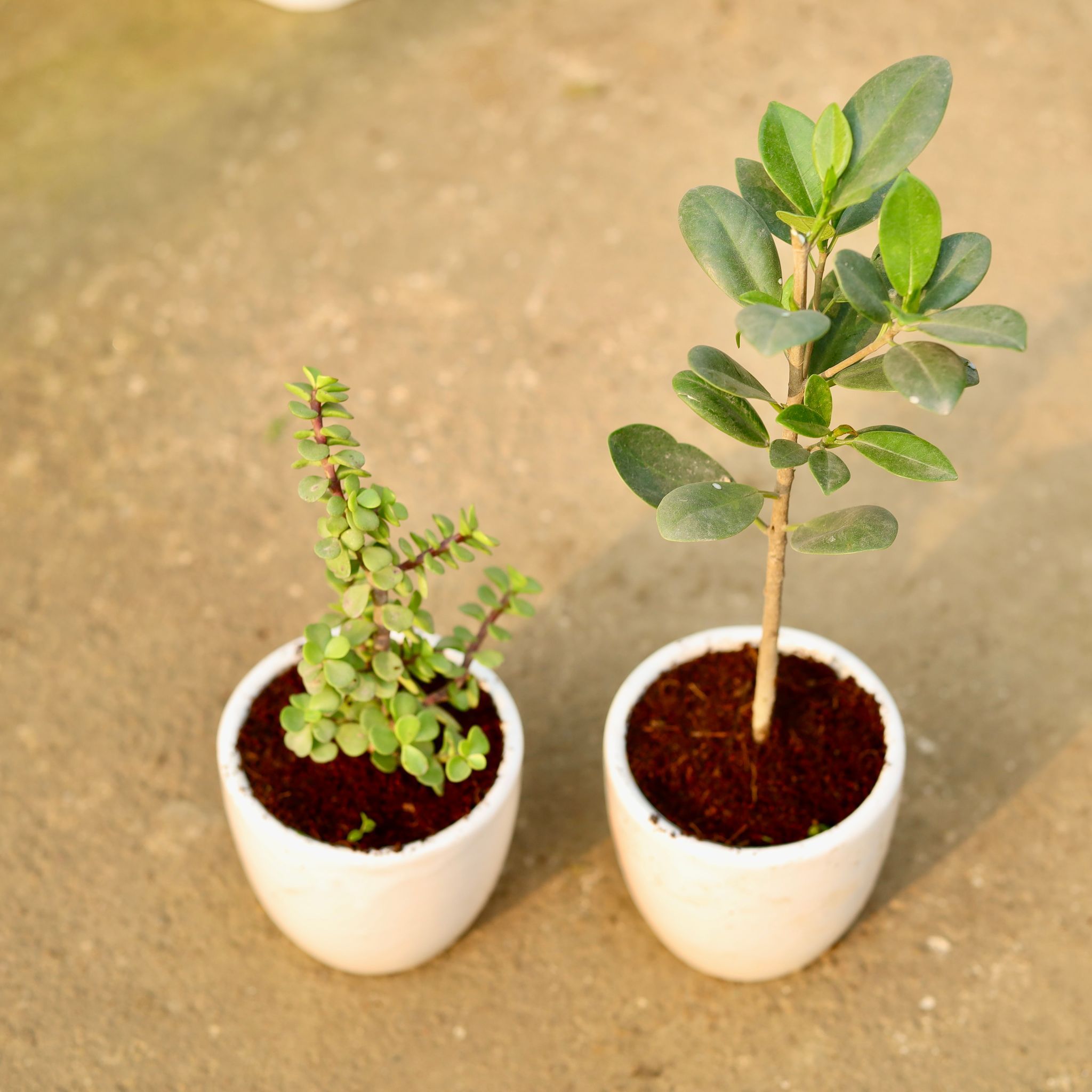 Set of 2 - Jade & Ficus Long Island in 4 Inch Classy White Cup Ceramic Pot