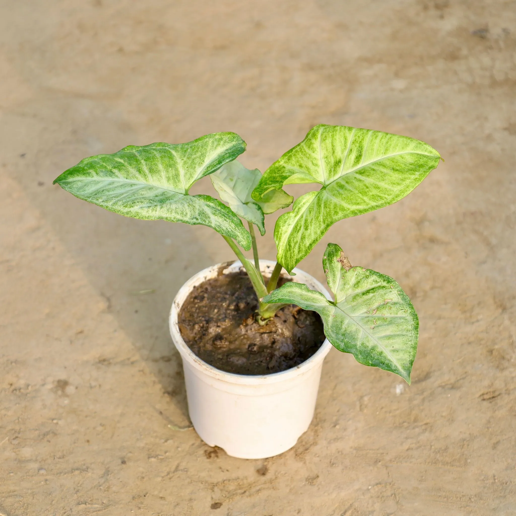 Syngonium Arrowhead in 4 Inch Nursery Pot