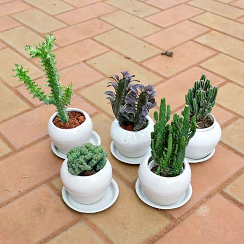 Set of 4 - Euphorbia Lactea, Opuntia Monacantha, Cereus Jamacaru, Cereus Repandus Cactus & Euphorbia Trigona Cactus in 5 Inch Classy White Apple Ceramic Pot with Tray