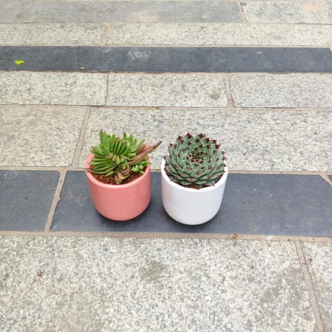 Set of 2 - Pagoda Red & Laxmi / Lakshmi Kamal in 3 inch Classy Cylindrical Ceramic Pot (any colour)