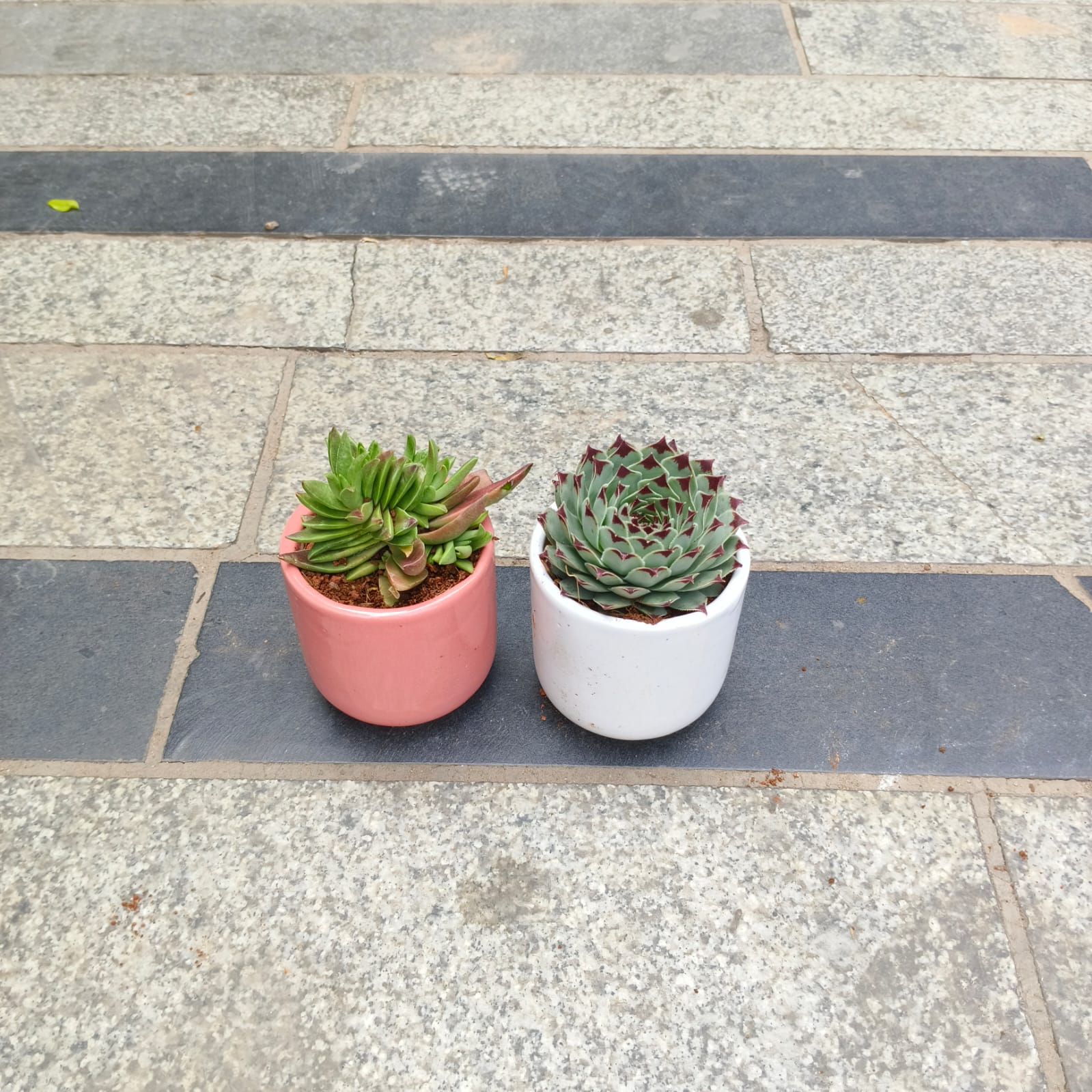 Set of 2 - Pagoda Red & Laxmi / Lakshmi Kamal in 3 inch Classy Cylindrical Ceramic Pot (any colour)