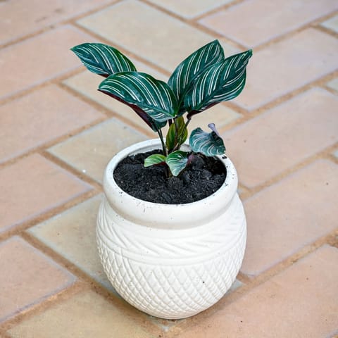Calathea Pin Stripe in 5 Inch White Matki Textured Ceramic Pot