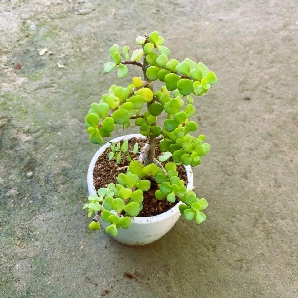 Jade Plant in 4 Inch White Cup Ceramic Pot