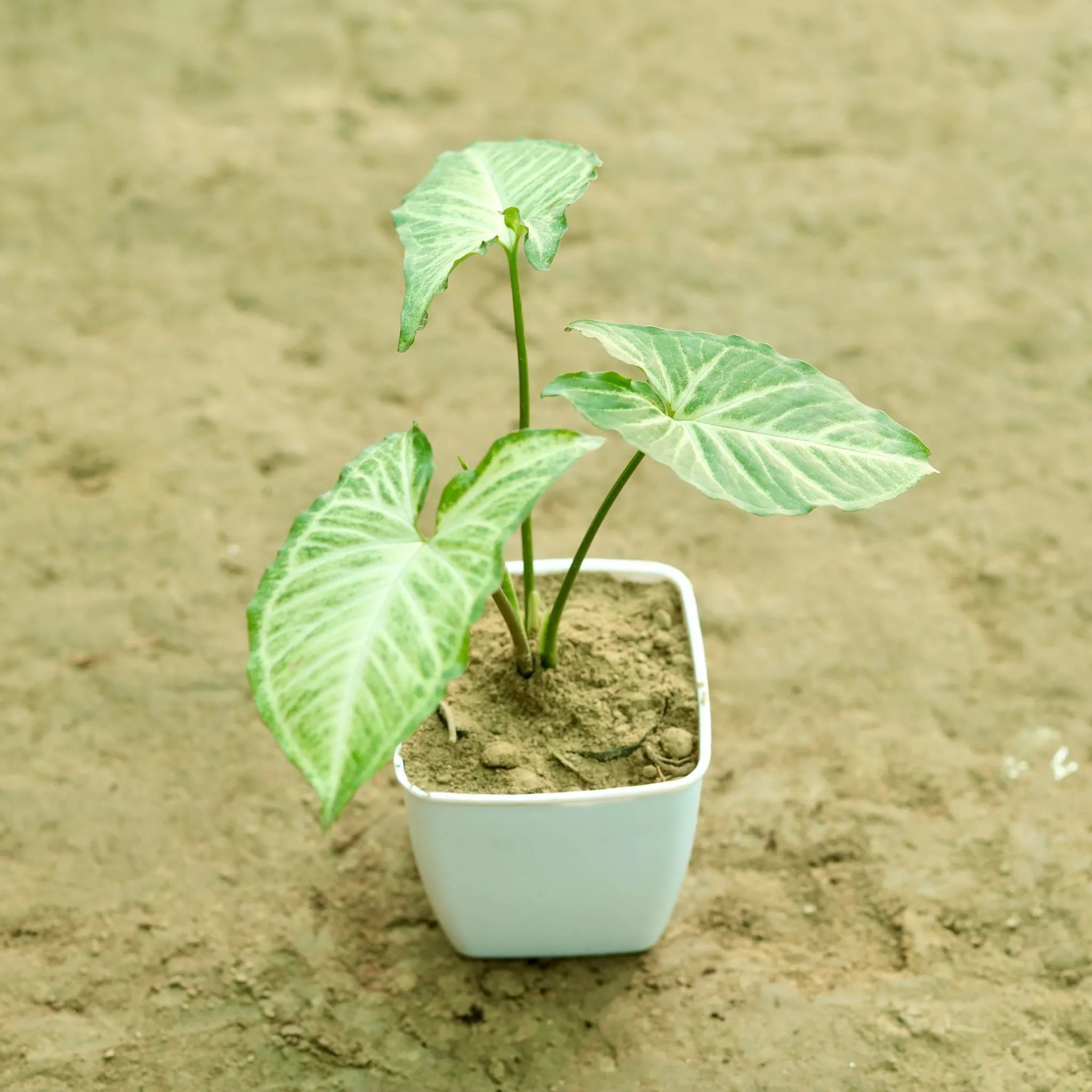 Syngonium Batik in 4 Inch White Mini Handmade Taper Ceramic Pot