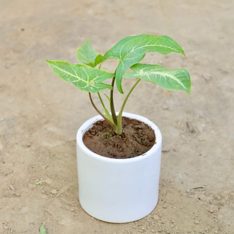 Syngonium in 4 Inch Classy White Round Ceramic Pot