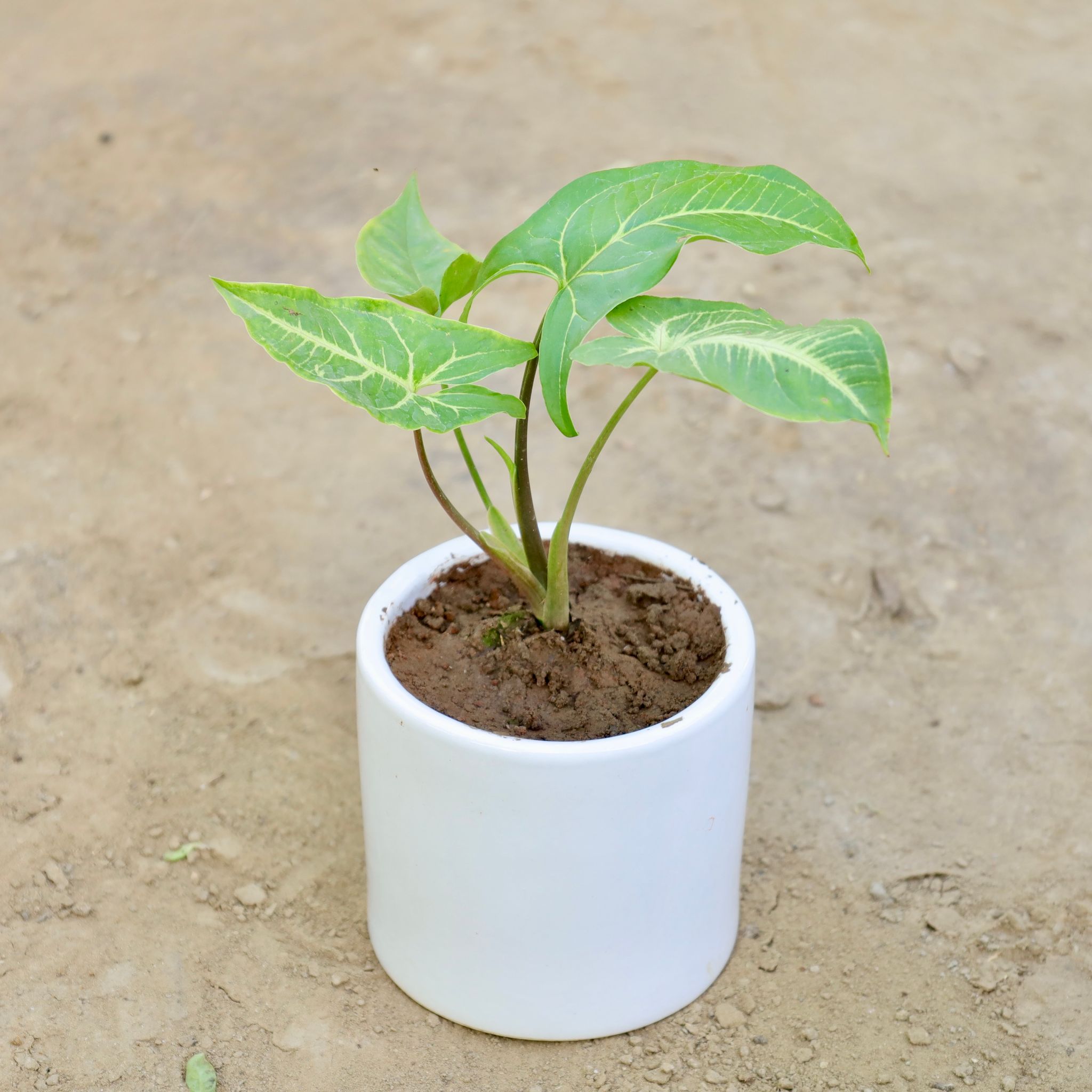 Syngonium in 4 Inch Classy White Round Ceramic Pot